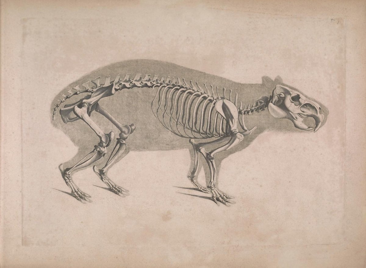 Скелет крысы строение