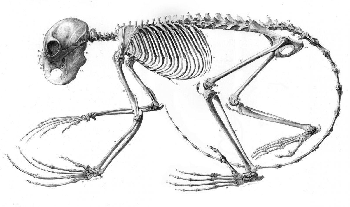 Крыса Пасюк скелет