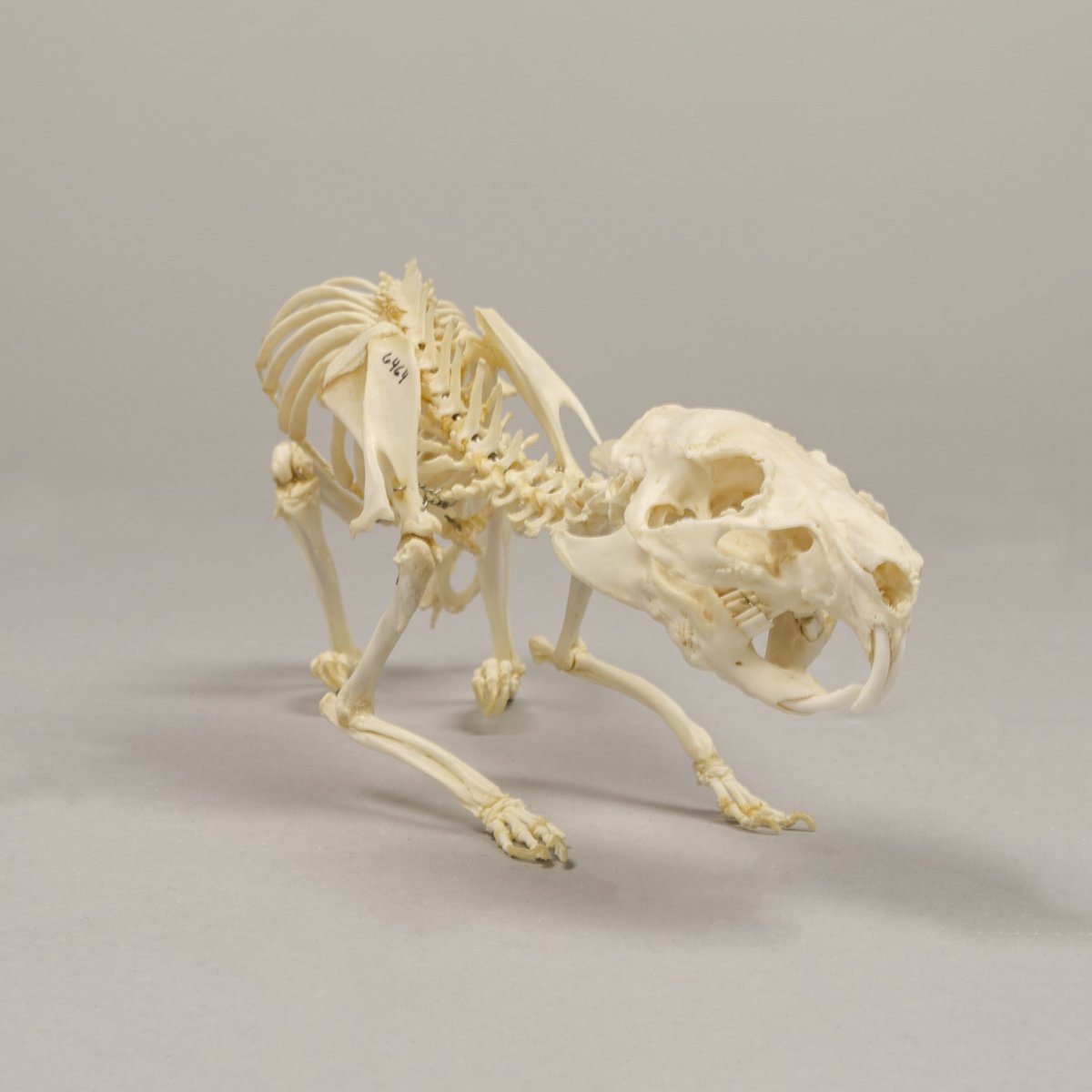 Самые страшные скелеты животных