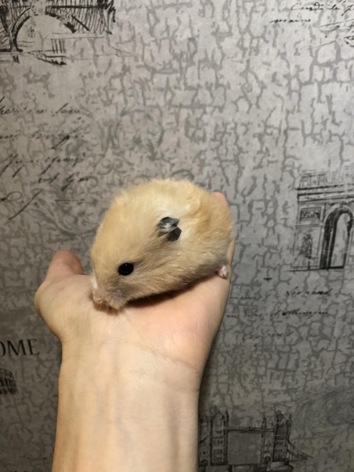 Анатомия скелета кенгуру