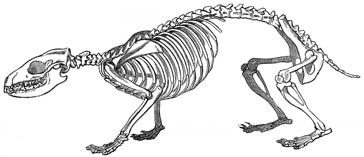 Строение хомяка джунгарика