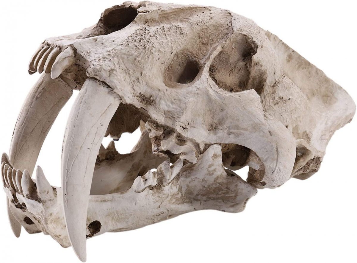 Скелет обезьяны