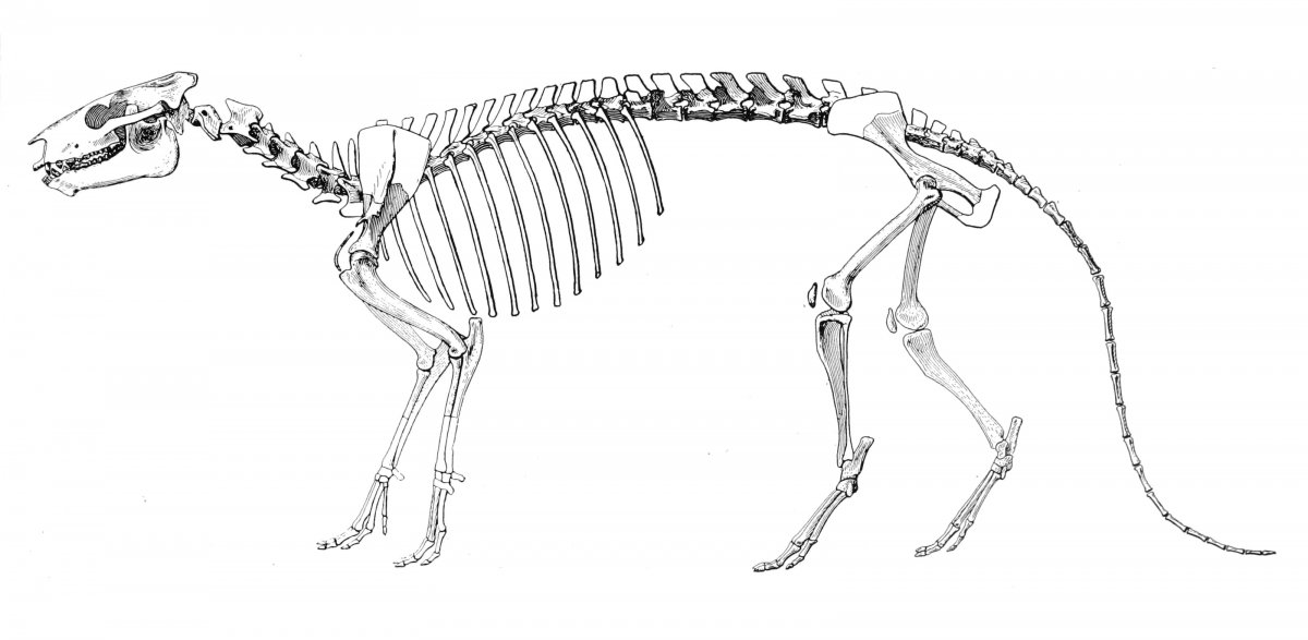 Череп джунгарского хомяка