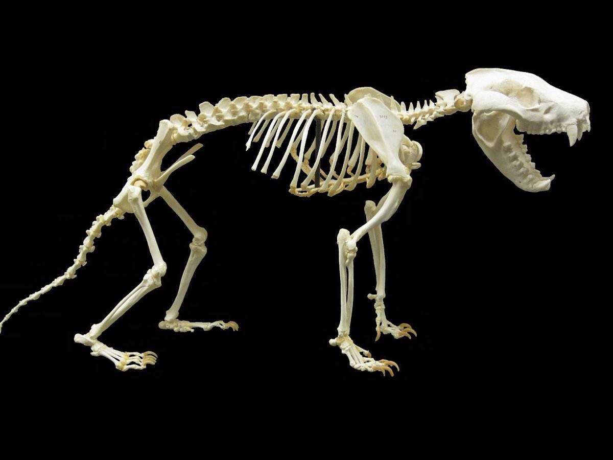 Скелет морской свинки
