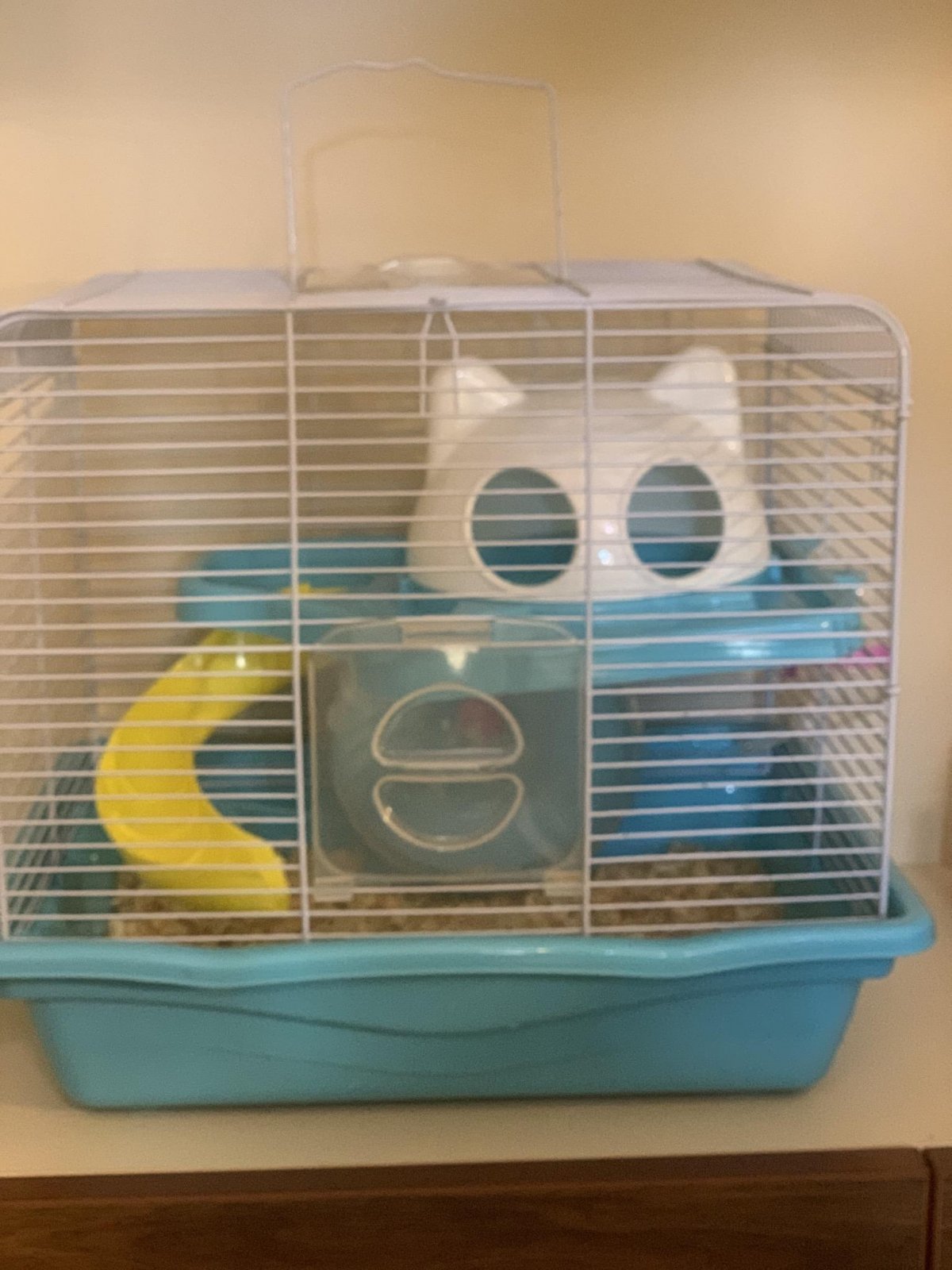 Скелет медведя