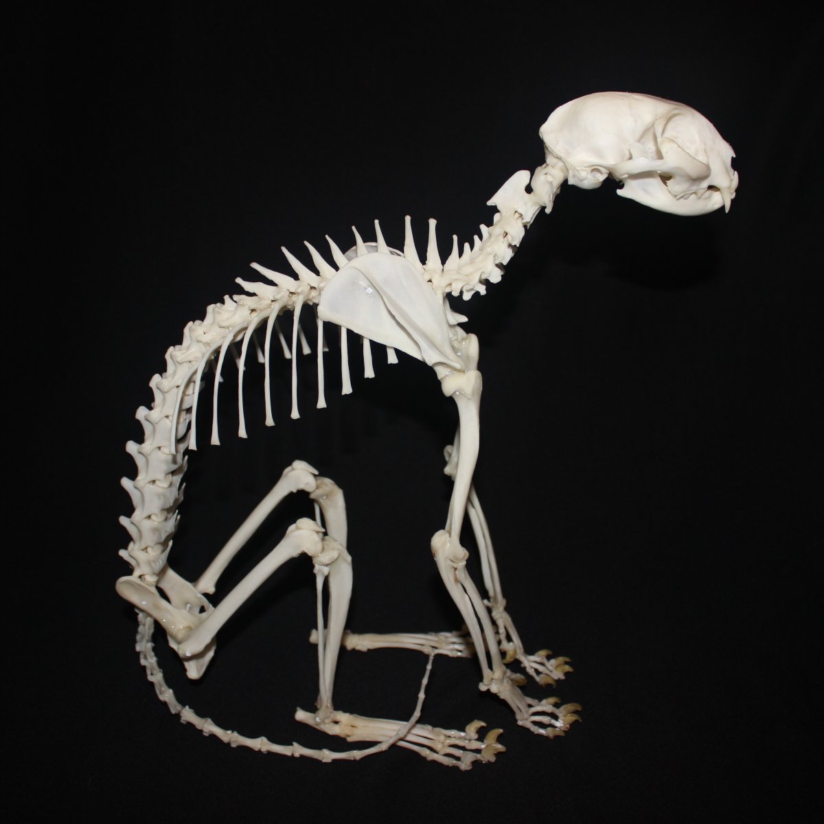 Скелет суслика