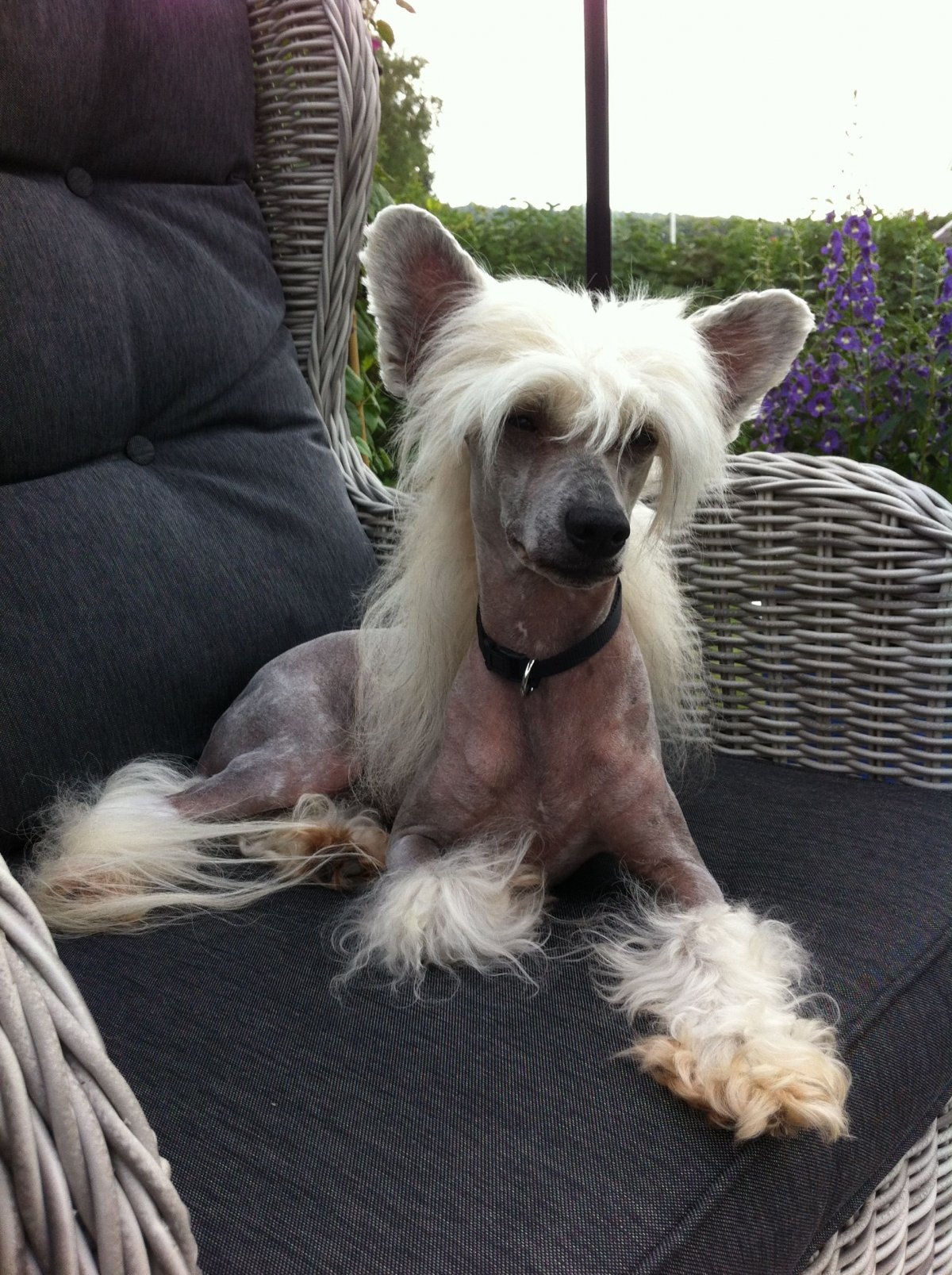 Мексиканская хохлатая пуховая