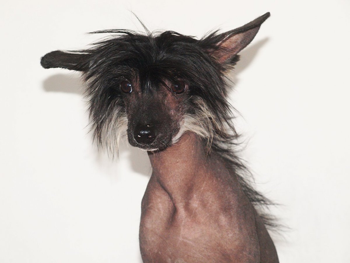 Китайская хохлатая лысая