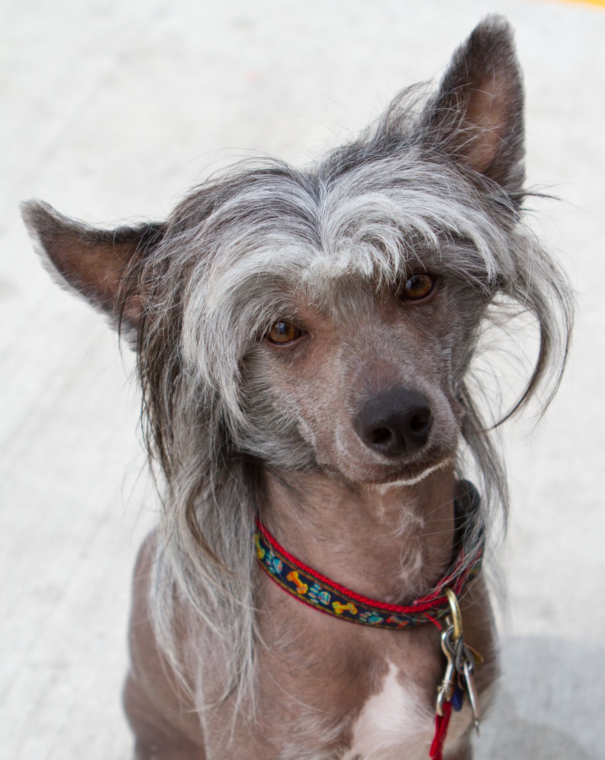 Китайская хохлатая сутулая