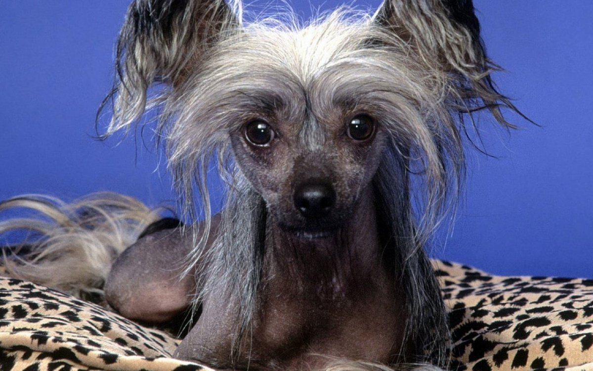 Китайская хохлатая собака лысая