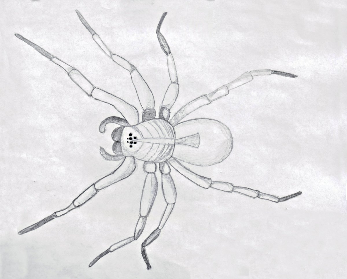 Картинки паука для срисовки