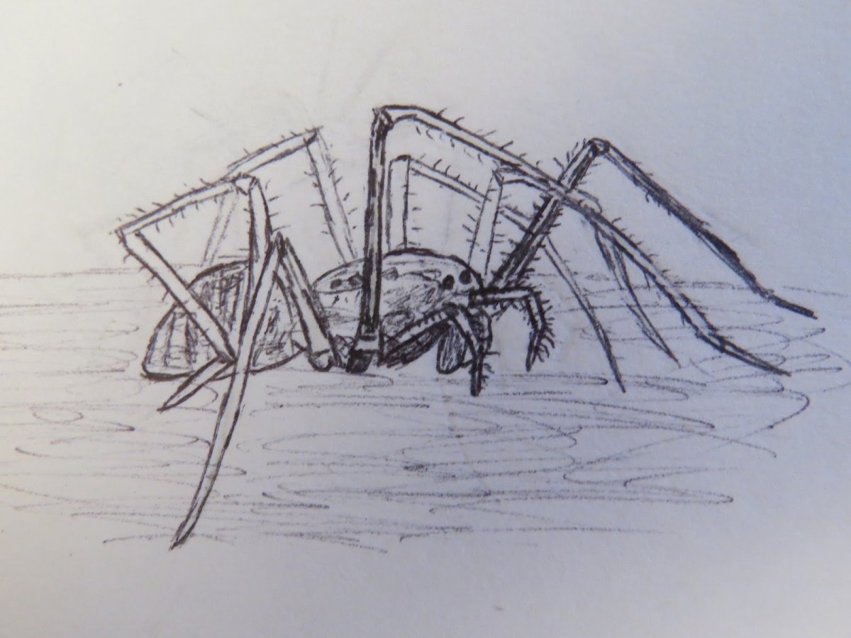 Крутые обои с пауком