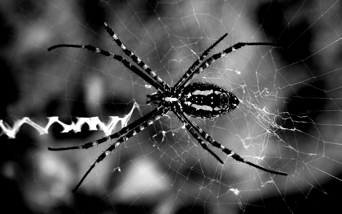 Милые паучки