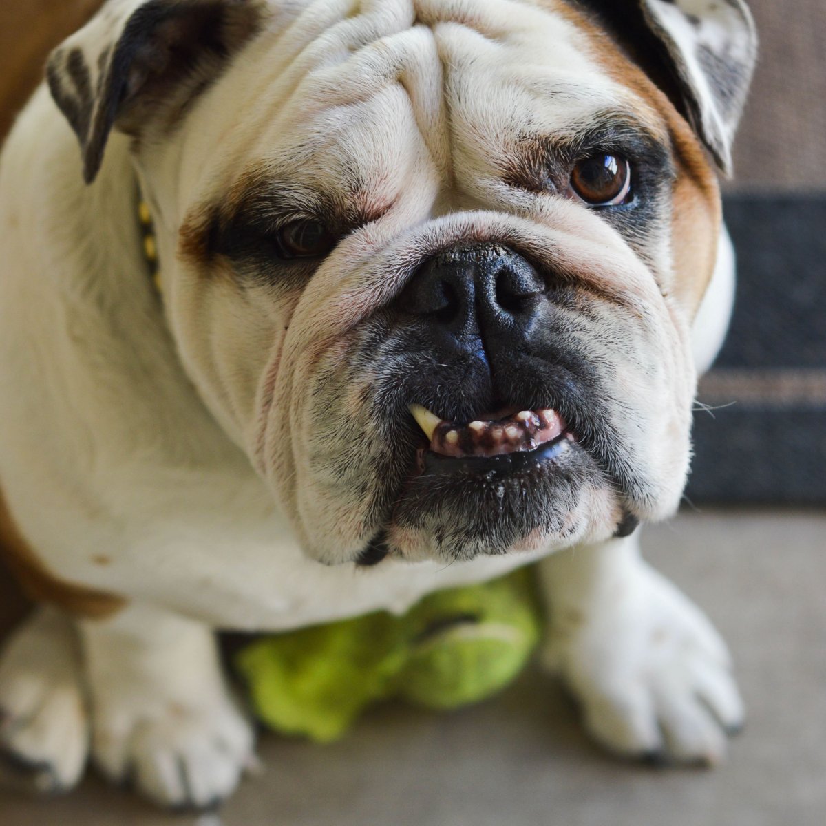 Собака с плоской мордой порода