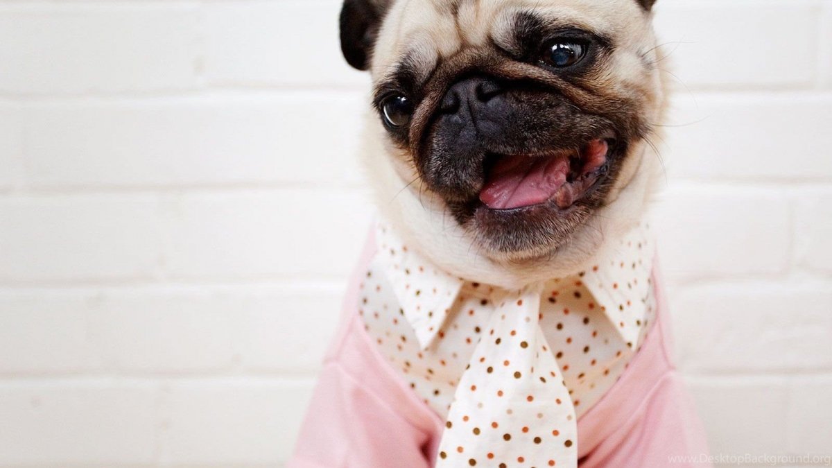 Пикинес морда Мопс бульдок