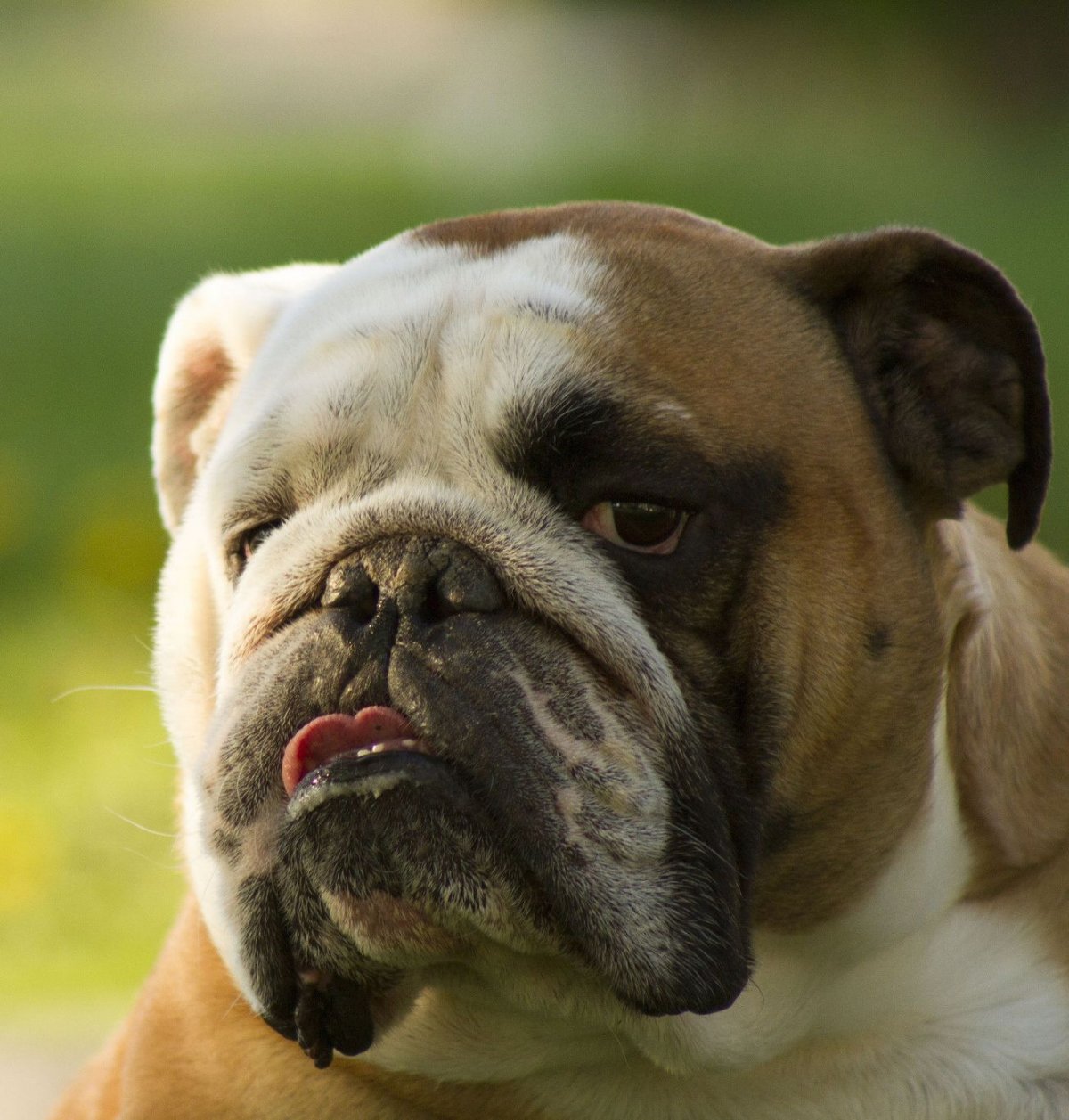 Мопс Европейский