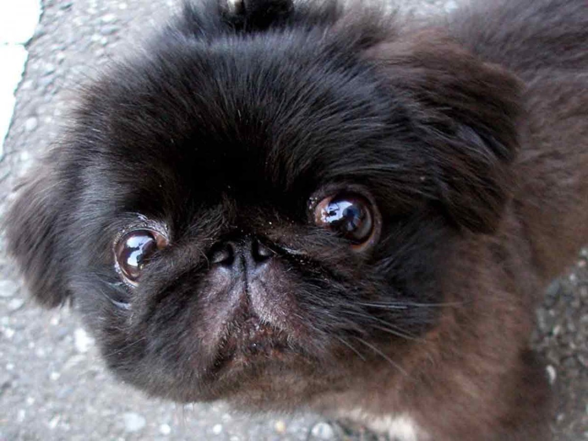 Порода собак Пекинес