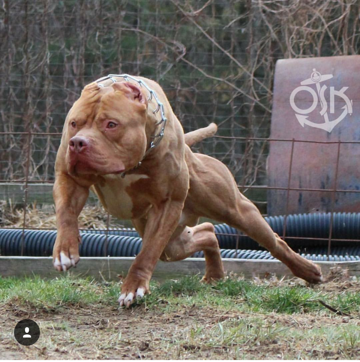 Мышцы обезьяны