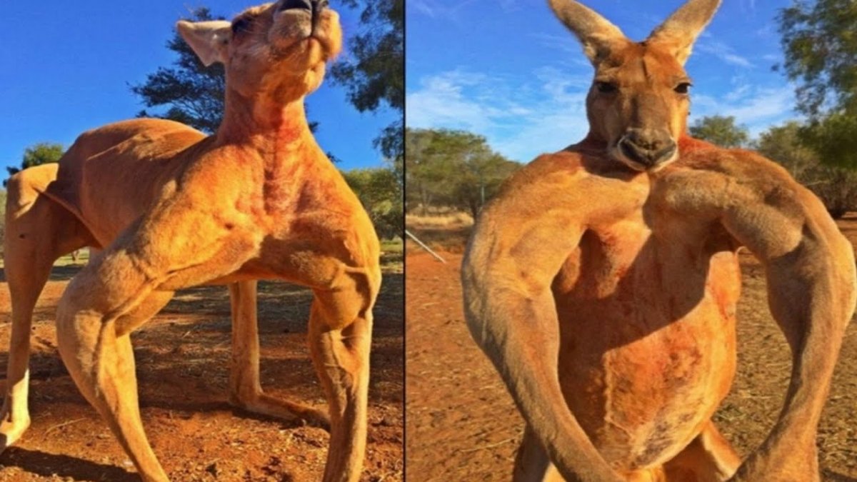 Собака качок