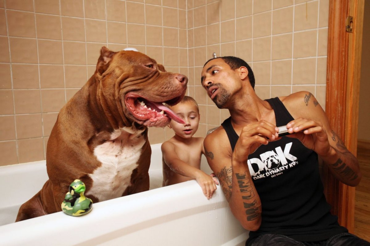 Американский питбуль ред ноуз