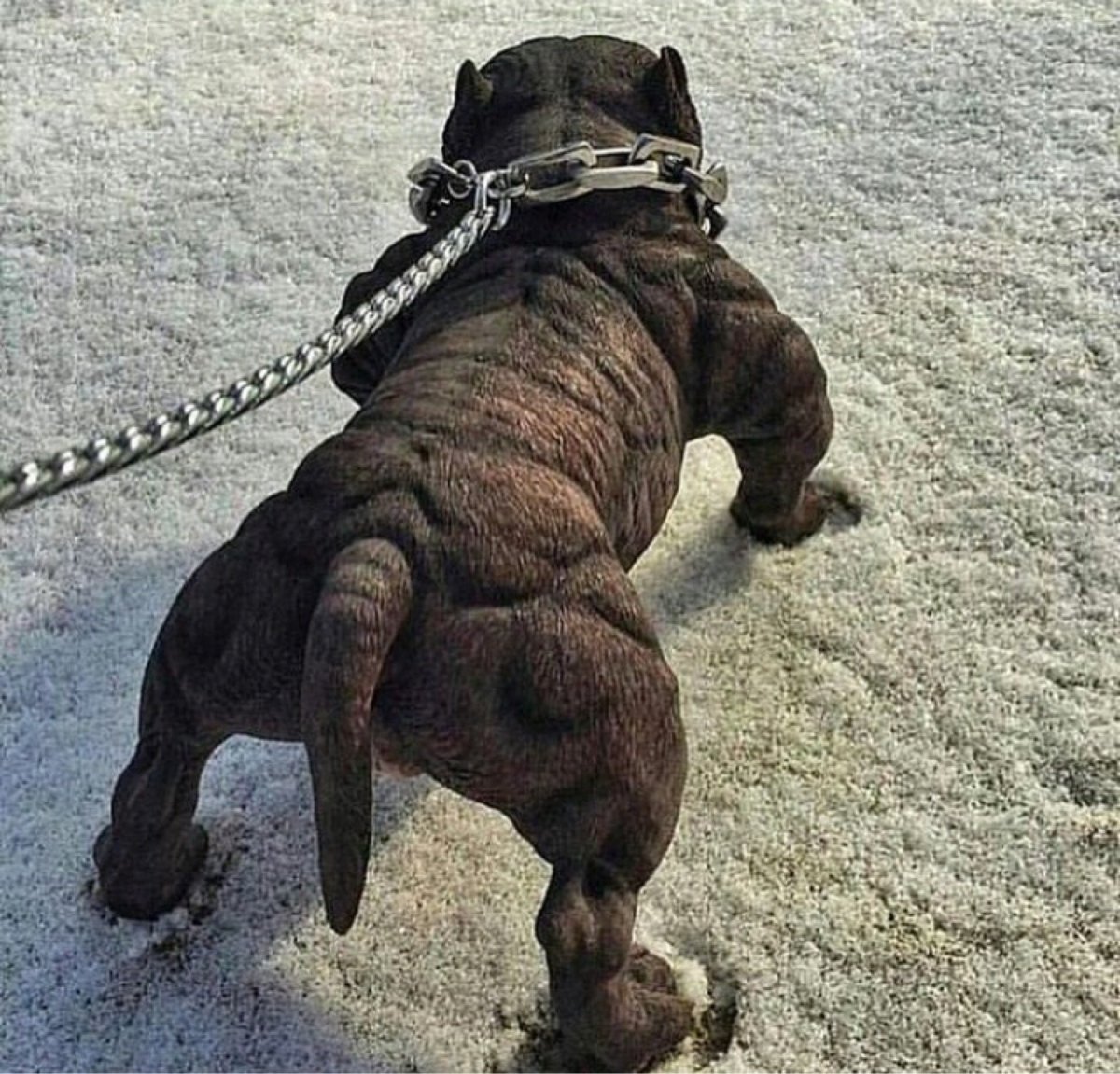 Накаченный кенгуру