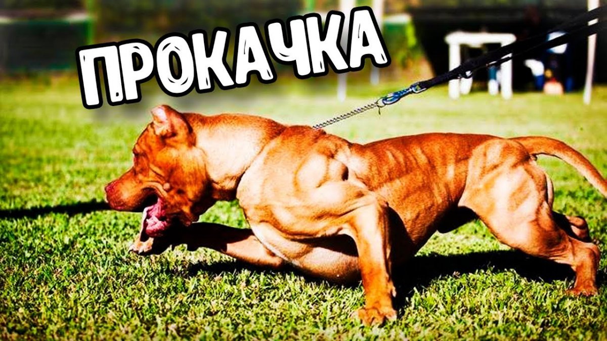 Мужик с собачкой