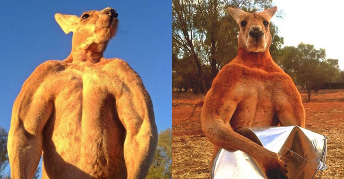 Татуированный сфинкс Бесс