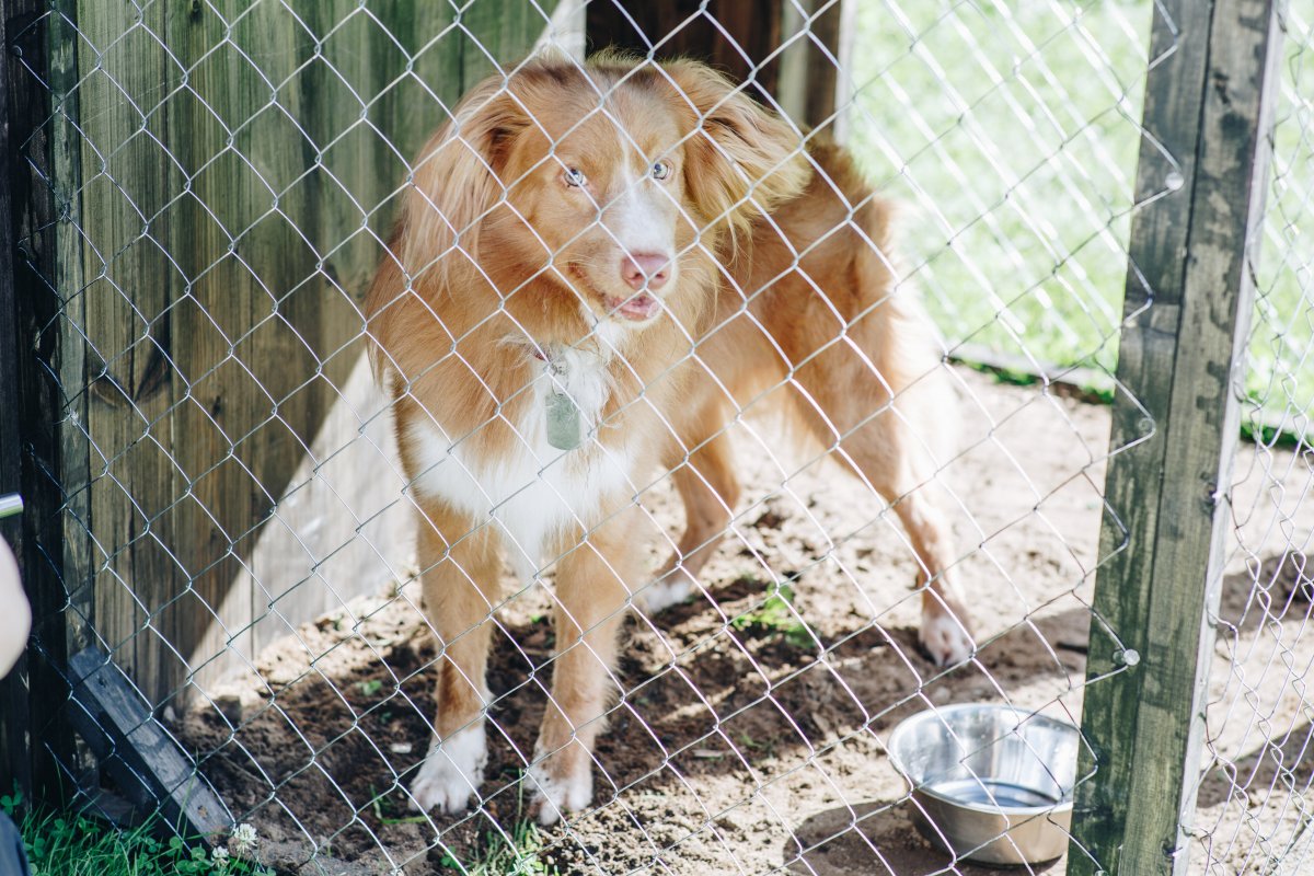 Пес из пять минут тишины