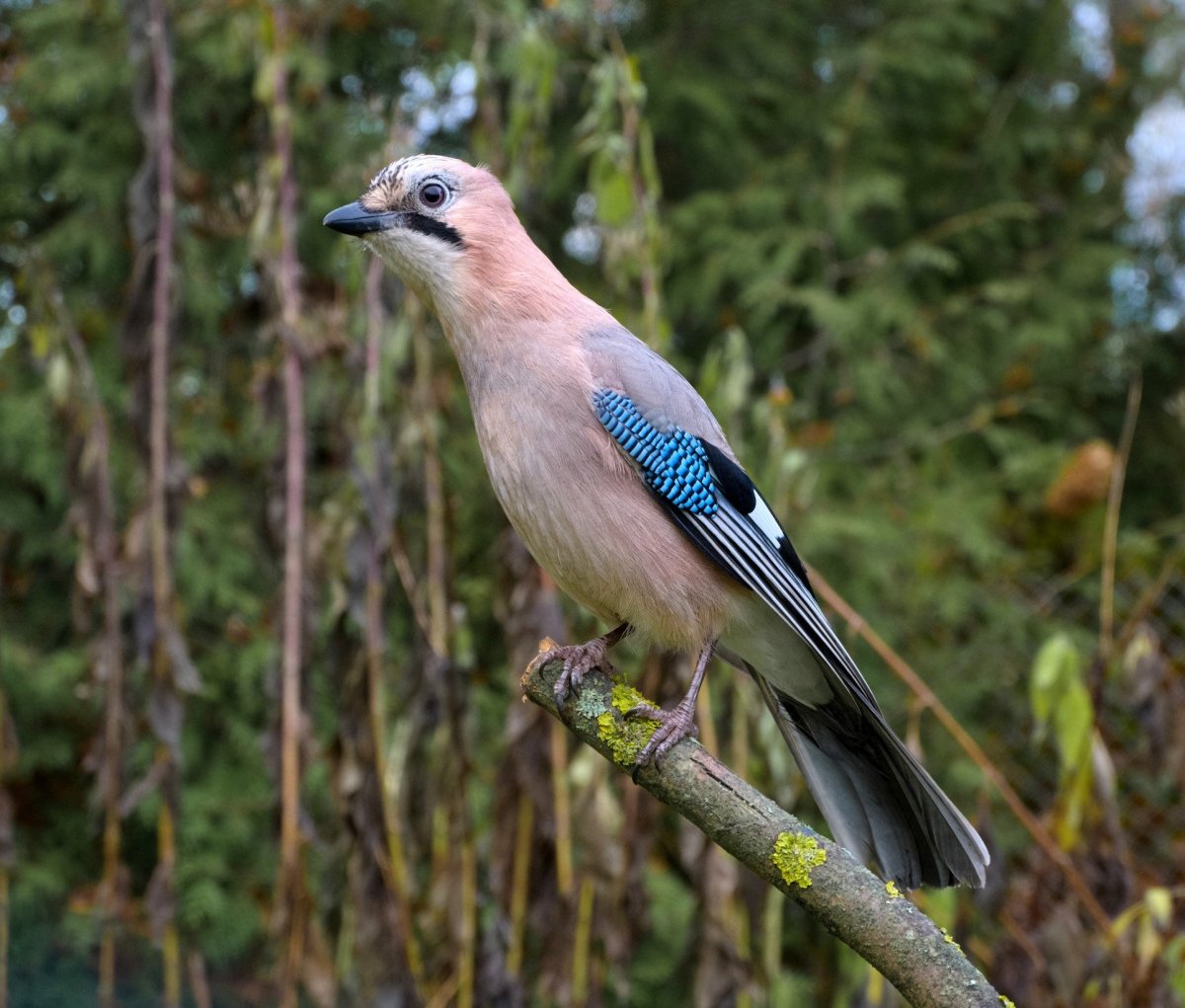 Дрозд, Коростель, Сойка