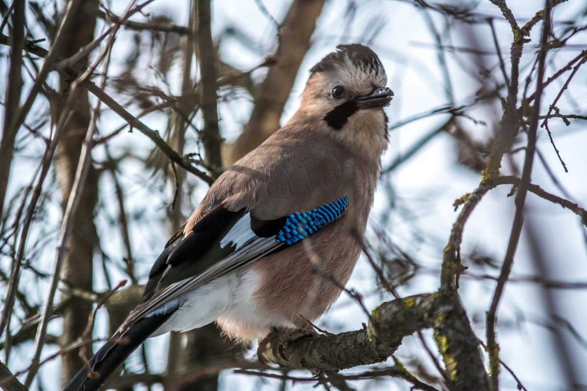 Мелкий Дрозд белобровик