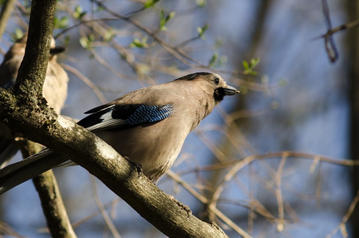 Сойка garrulus glandarius