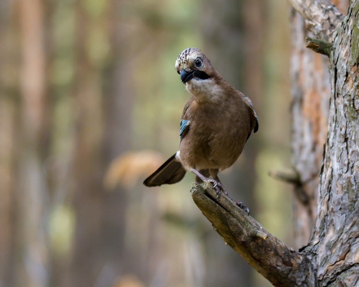 Сойка Лесная птица