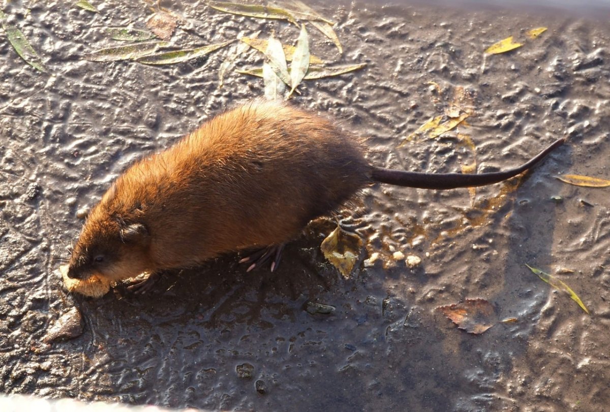 Молодой бобёр в воде
