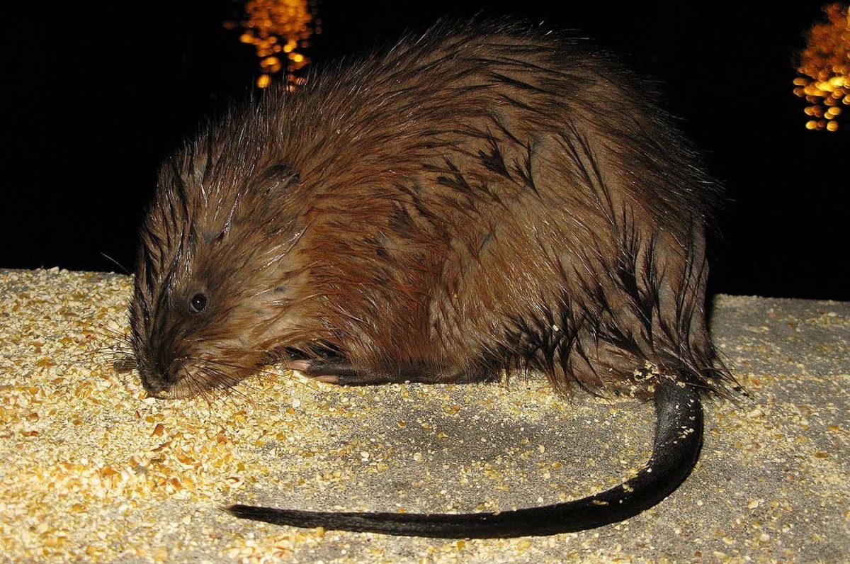 Водяная полёвка и ондатра