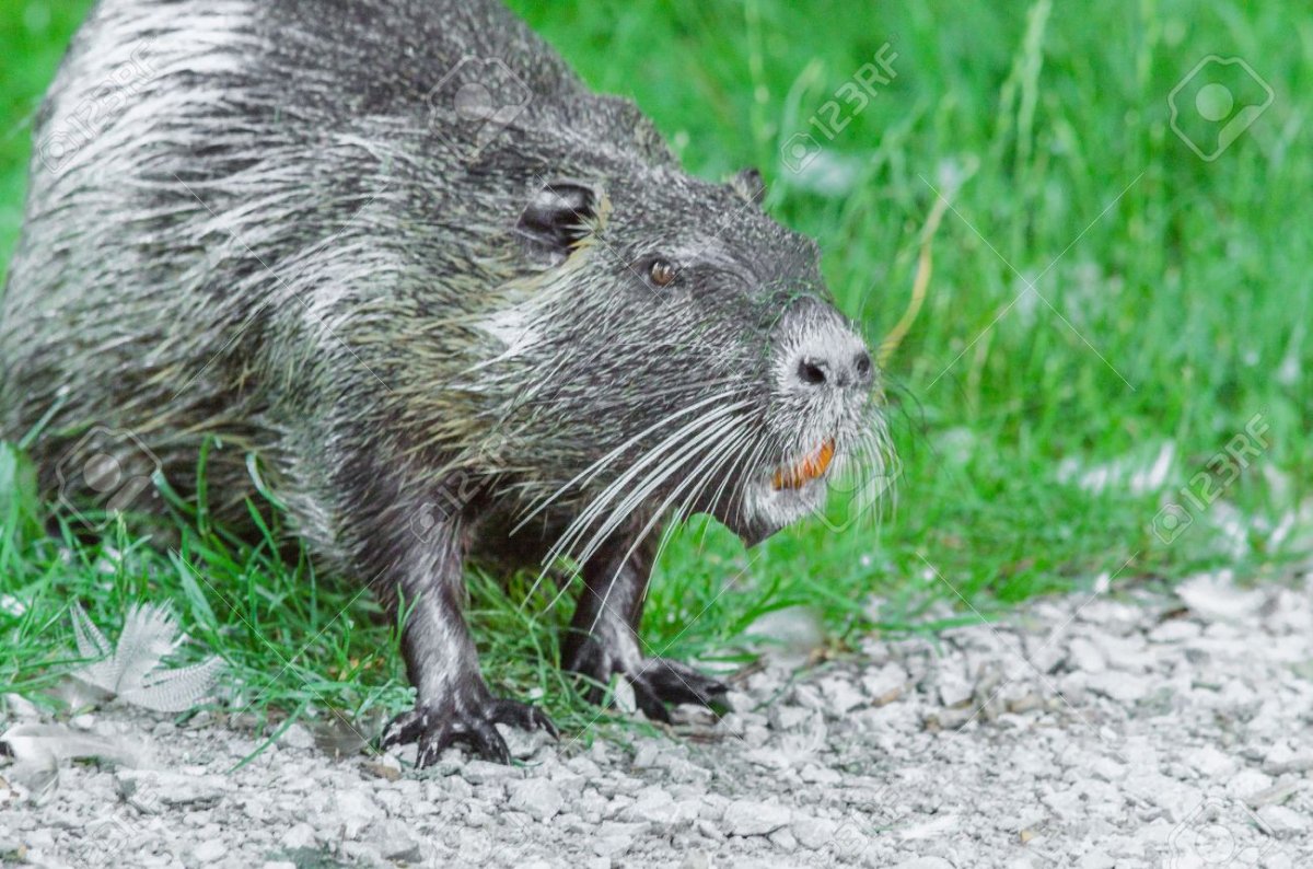 Водяная крыса нутрия