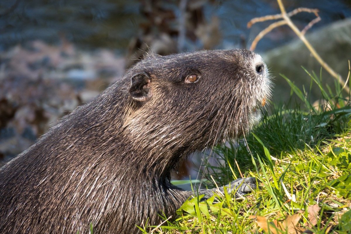 Обыкновенный Бобр хвост