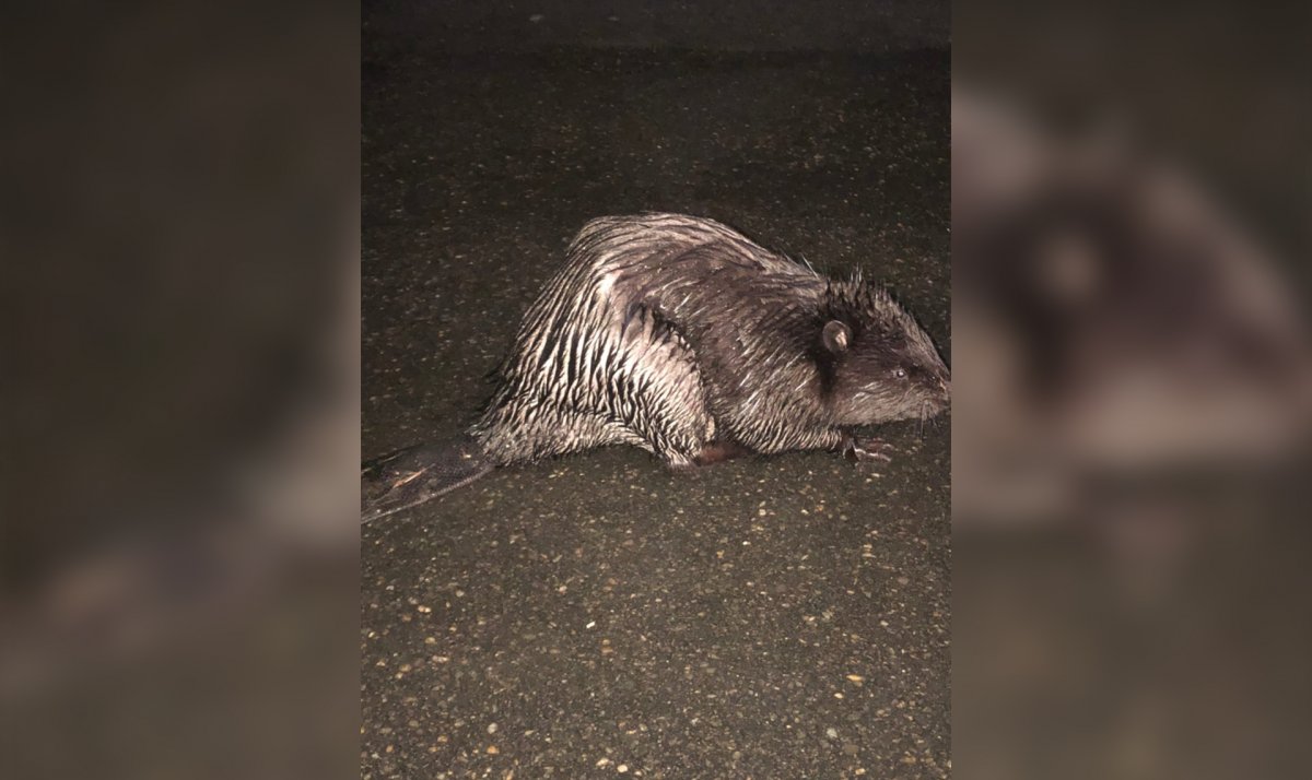 Бобр нутрия