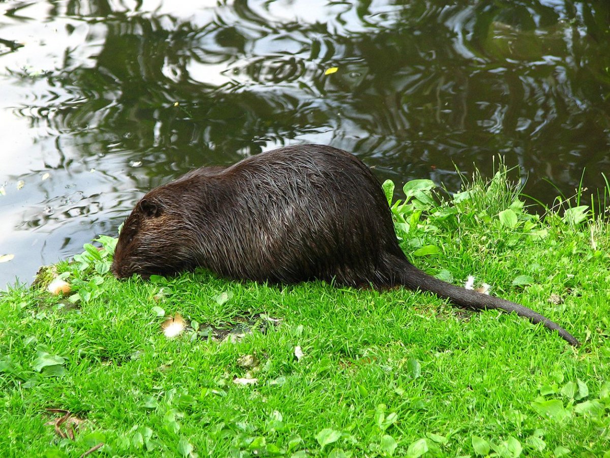 Ондатра белая