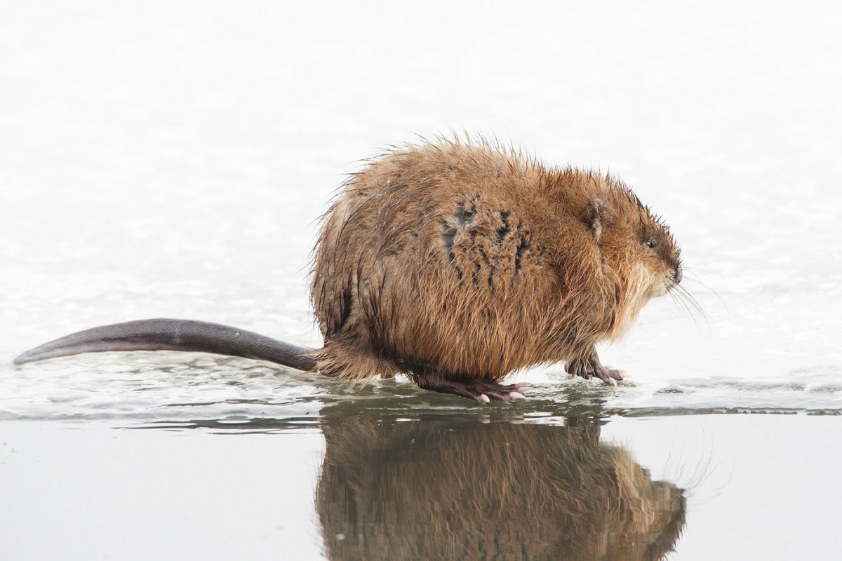 Нутрия хвост
