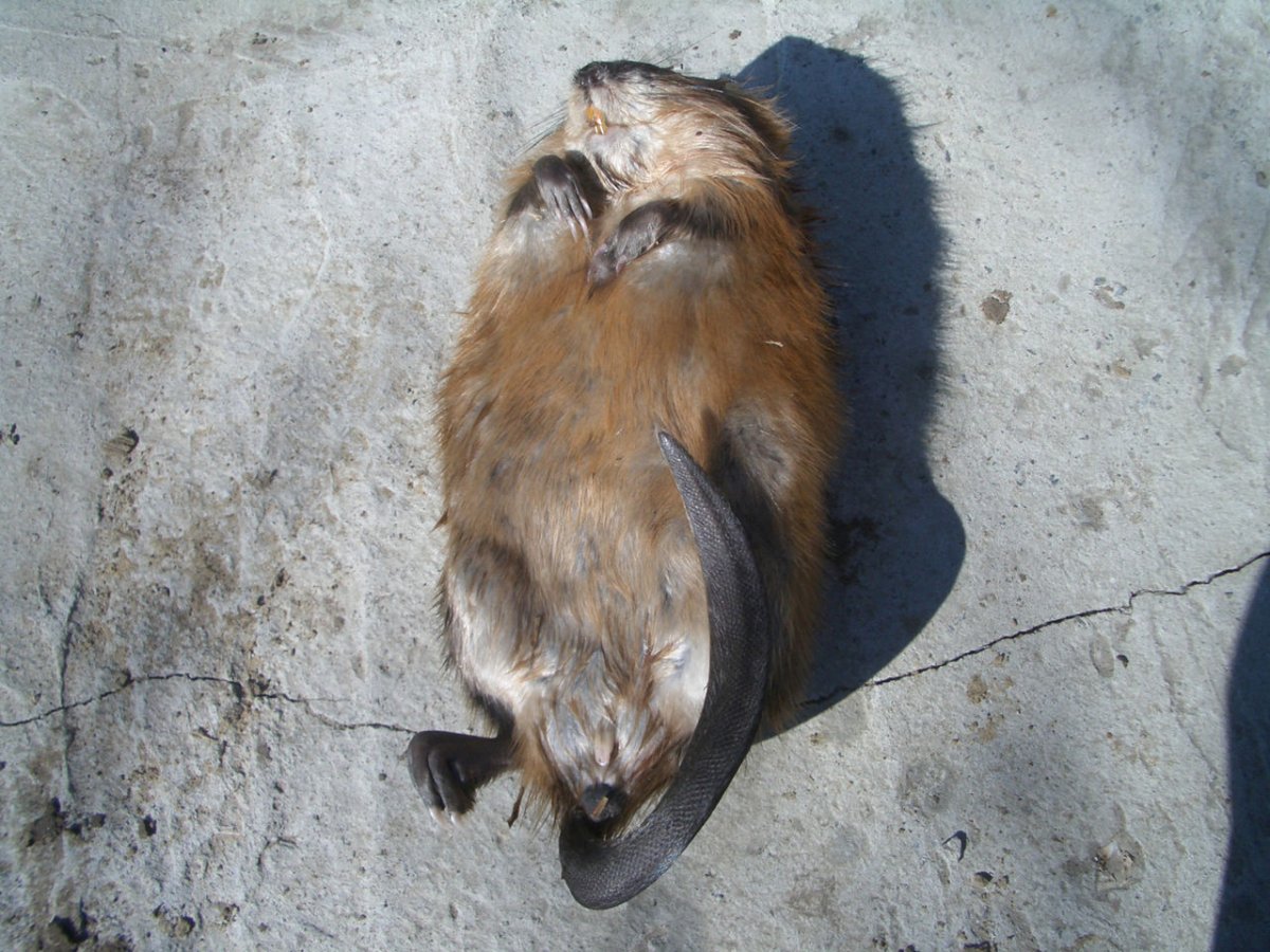 Нутрия Южная Америка