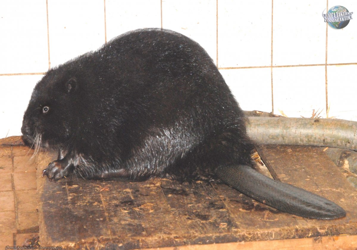 Водяная полёвка и ондатра