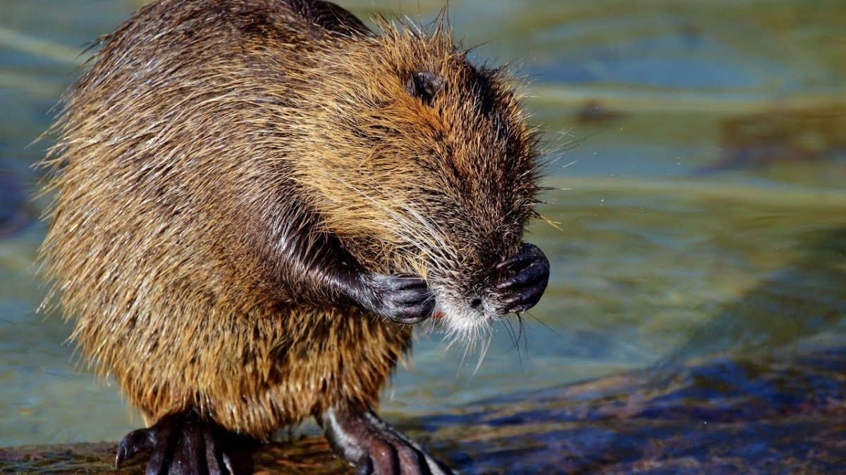 Нутрия бобер норка