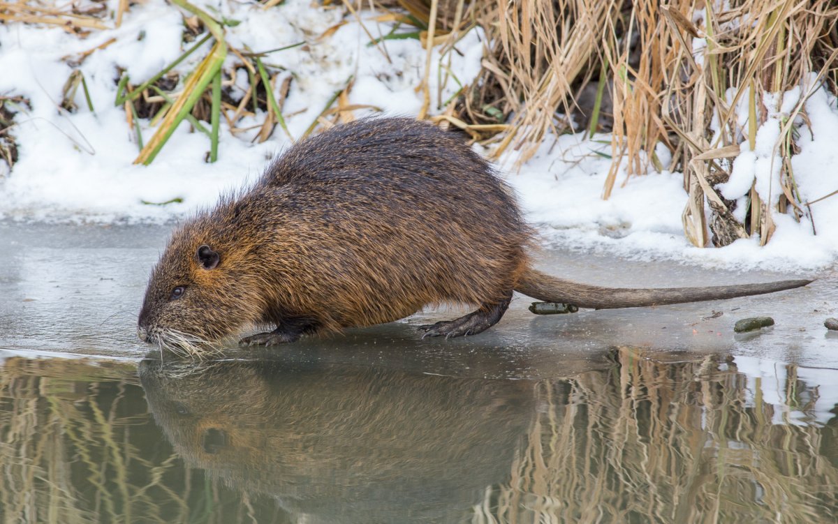 Водяная крыса ондатра