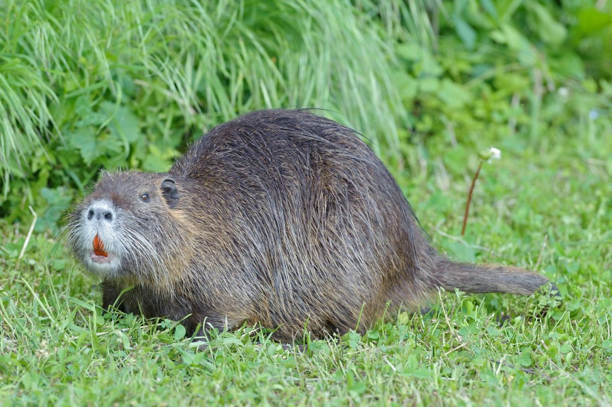 Крыса нутрия