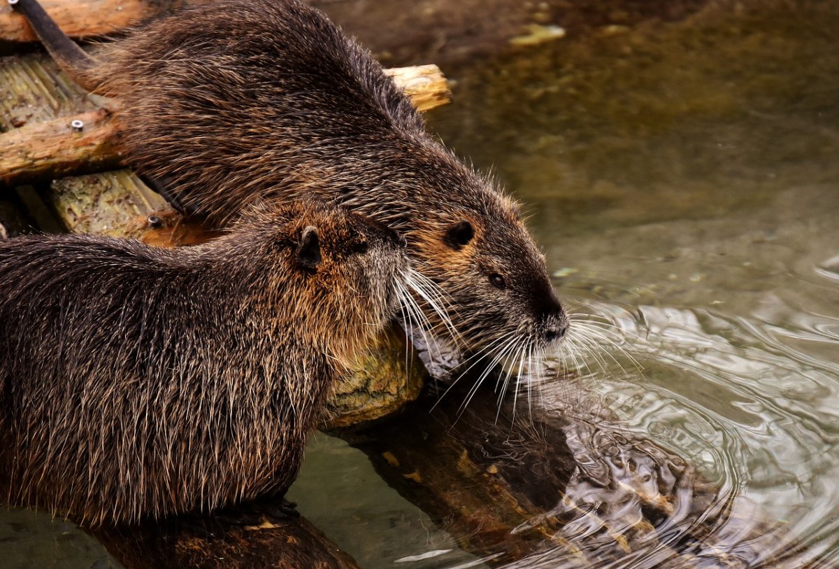 Нутрия и ондатра