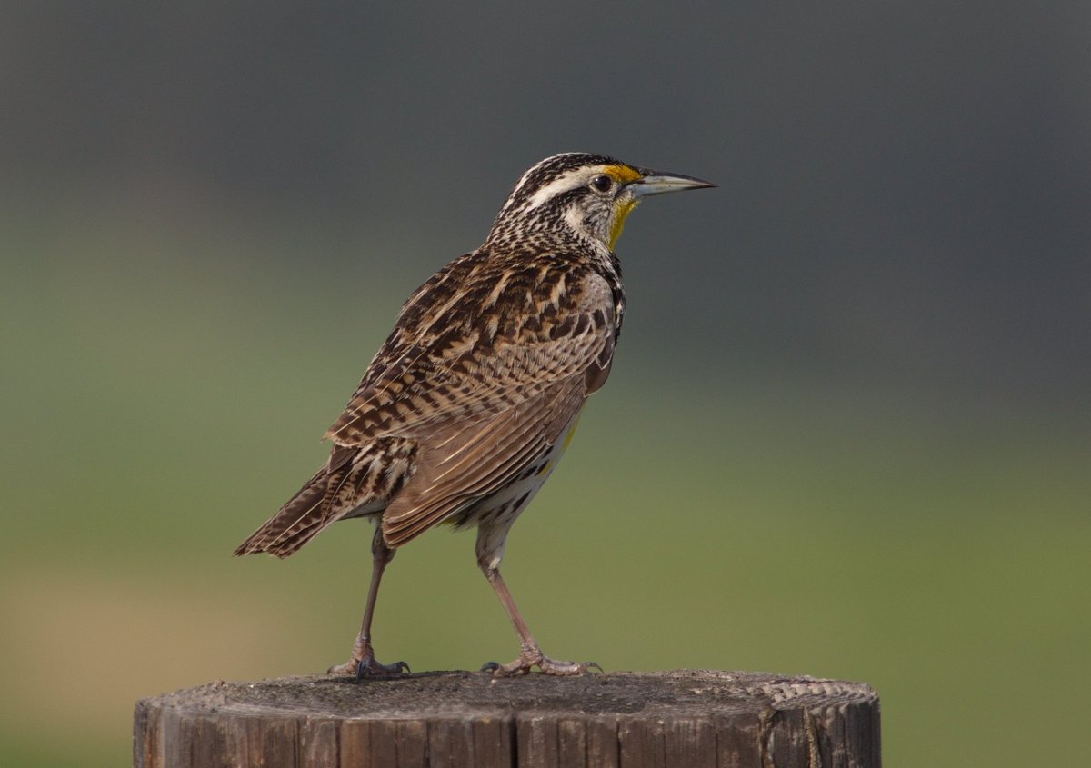 Небольшая пестрая птица