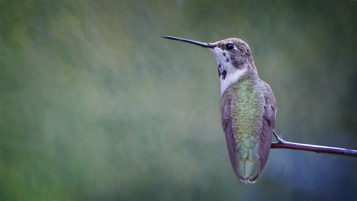 Обыкновенный Зимородок
