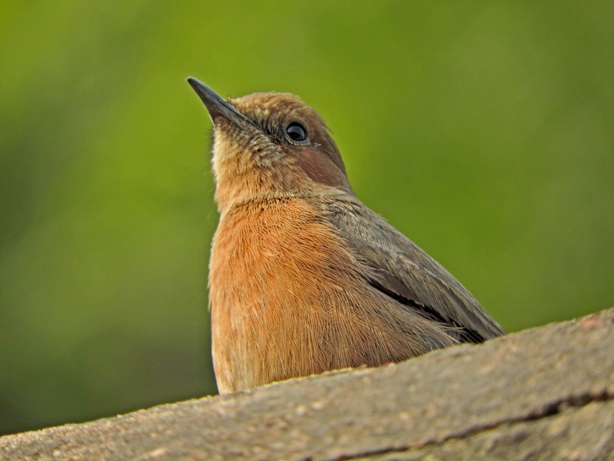Птичка с длинным носиком
