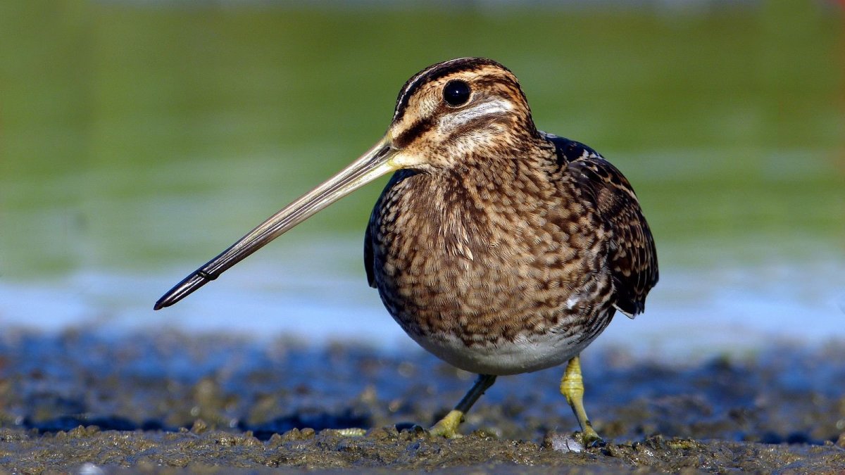 Зимородок Сибирский коричневый