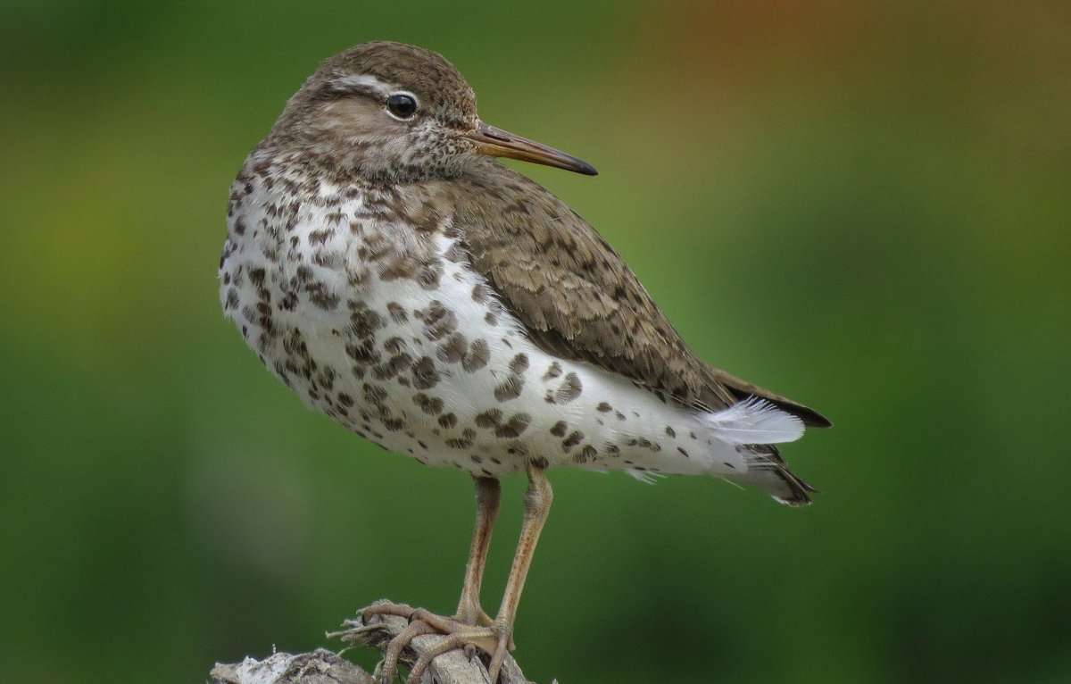Brown Thrasher птица